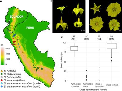 Population Genomics of the “Arcanum” Species Group in Wild Tomatoes: Evidence for Separate Origins of Two Self-Compatible Lineages